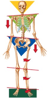 How Did Your Body Get Askew?