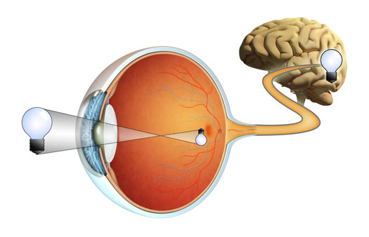 How Vision Affects Posture and Movement