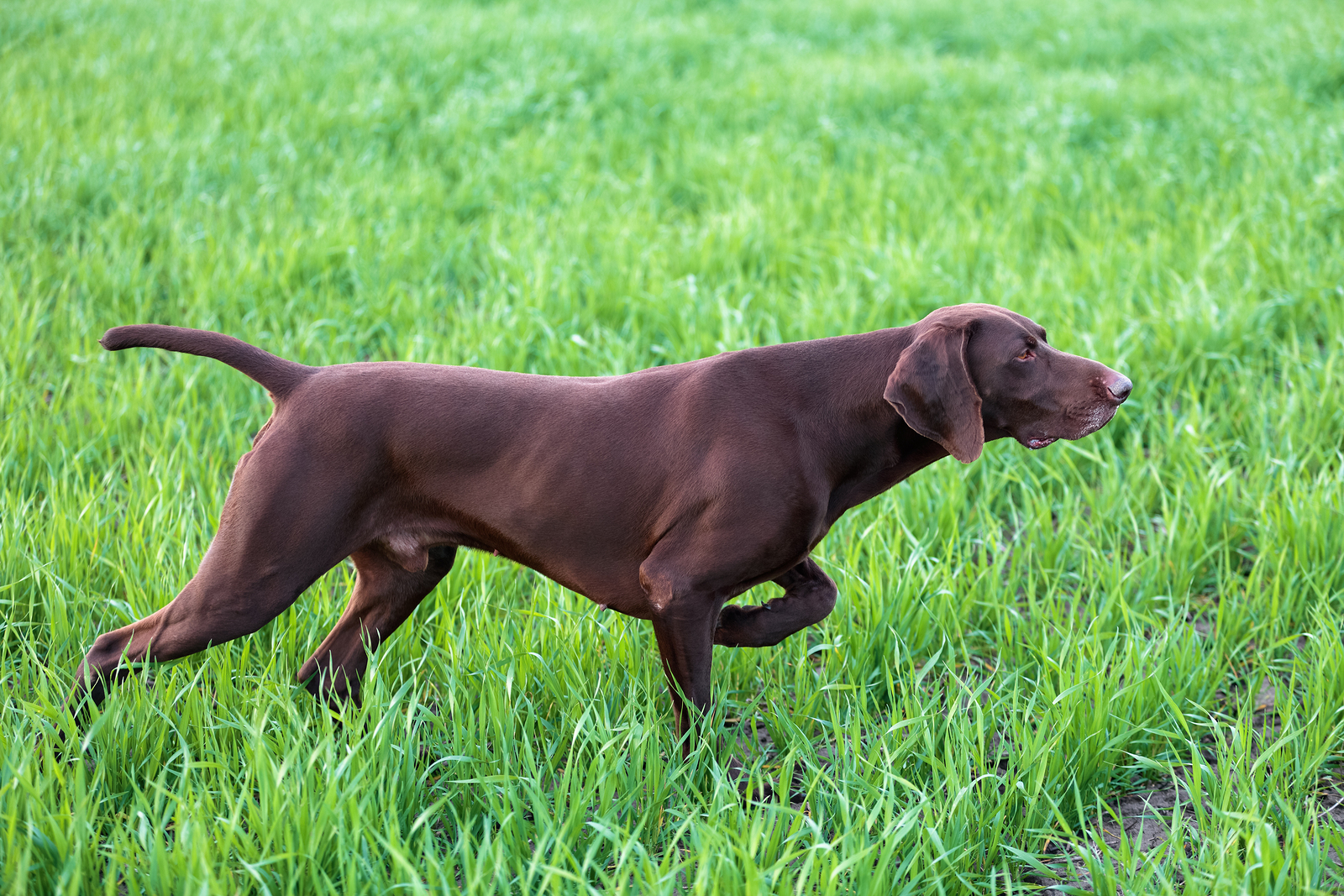 Strengthen Your Back and Glutes with the Bird Dog Exercise