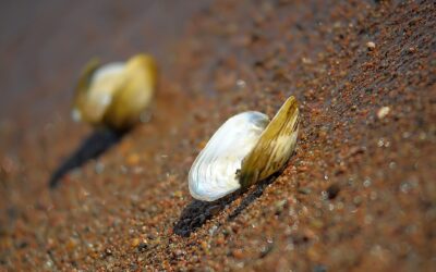 Clamshells and Balancing the Gluteus Medius